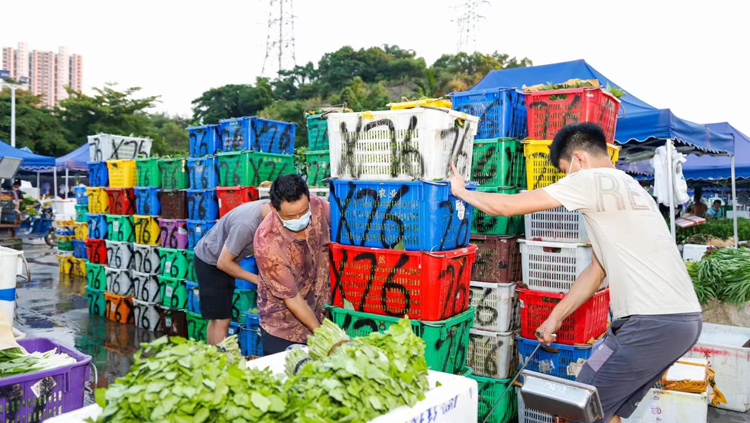 戰高溫、防疫情、保供應   深圳海吉星保障深港「菜籃子」