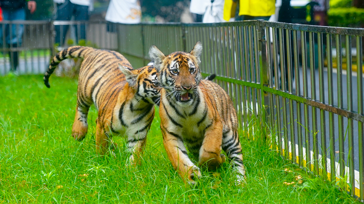 【預告】「守護華南虎」中外交流故事會29日在韶關華南虎園舉辦