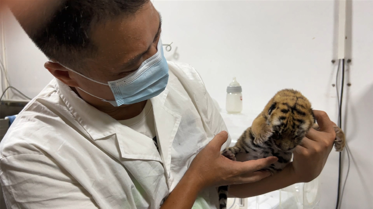 萌出新高度 華南虎寶寶觀察記