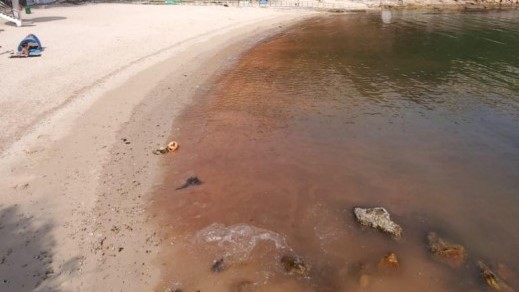 東博寮海峽周二發現一宗紅潮 目前仍未消退