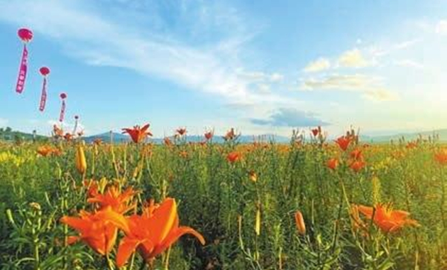  【萬水千山總是情】以花為媒促振興 寶清花海遇見你