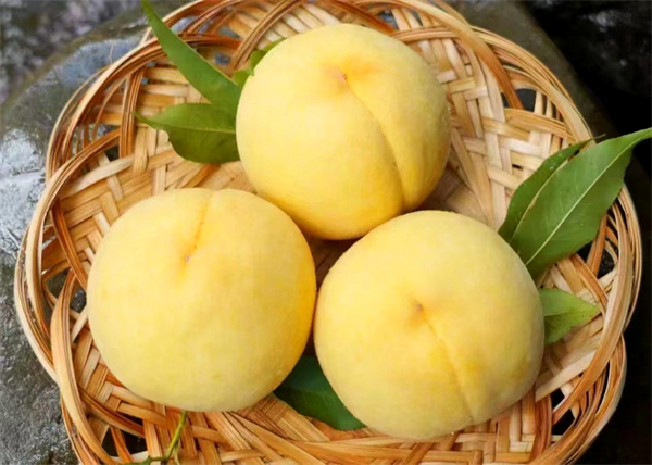  【高質量發展看湖南】炎陵黃桃品牌崛起 產值邁向30億