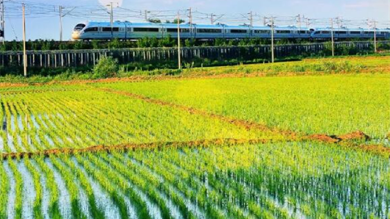 吉林大米：咱們吉林人的新驕傲