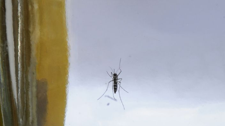 8月12日至18日本港錄得兩宗登革熱外地傳入個案