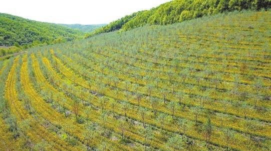 【萬水千山總是情】南紅豆北沙棘 黑龍江「八面通」生態聚寶