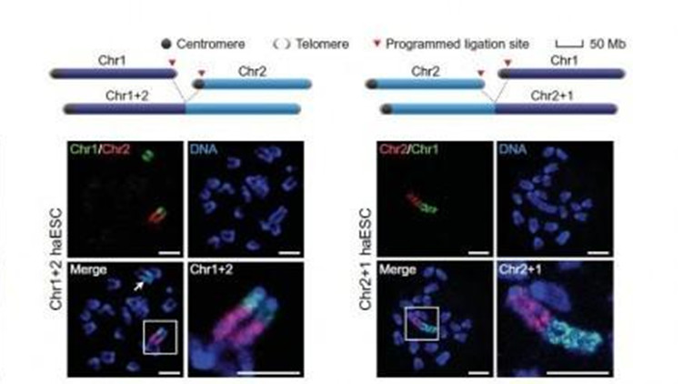 中國亞軌道運載器重複使用飛行試驗圓滿成功