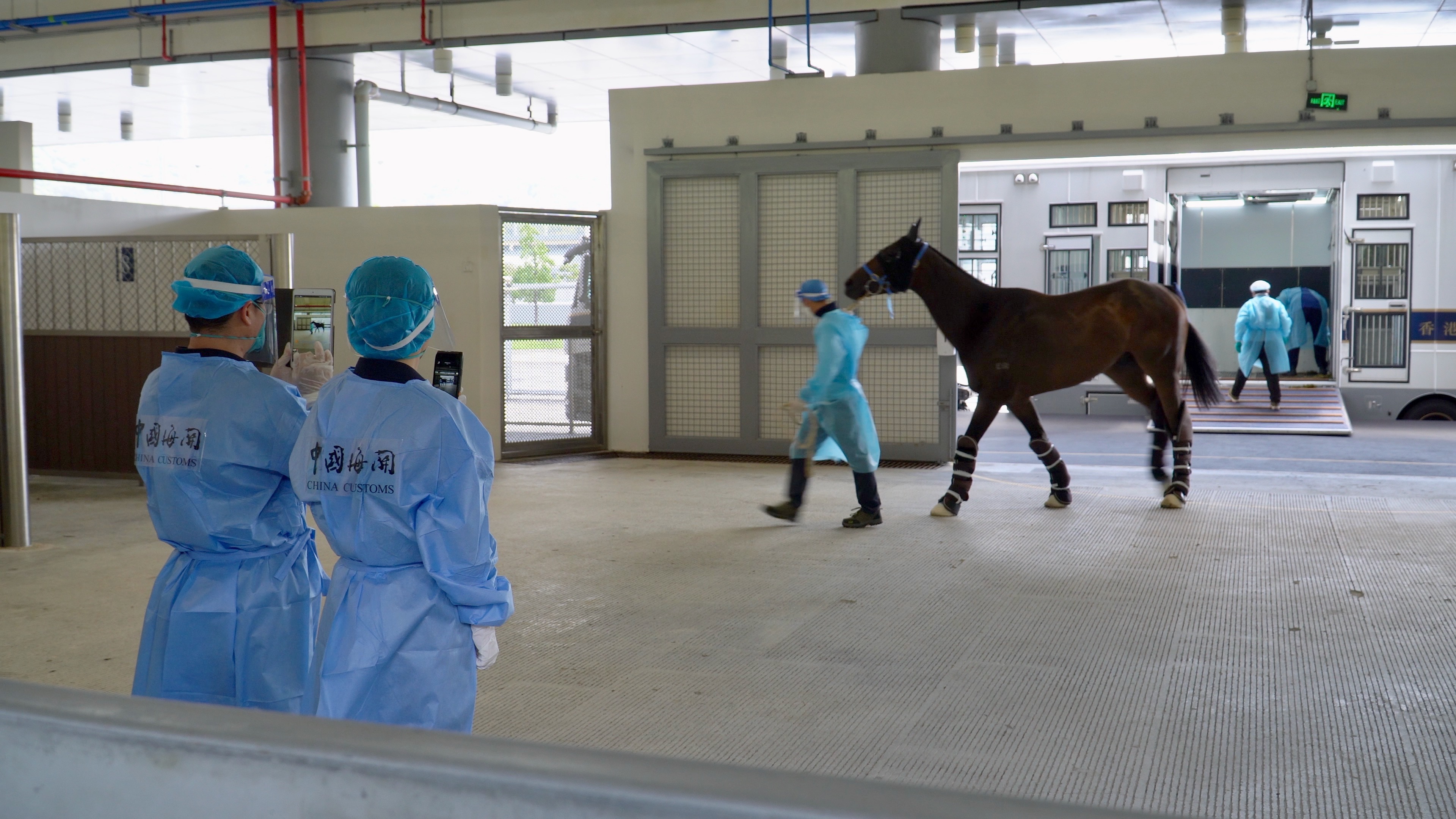 【融通大灣區】大灣區賽馬產業「加速跑」  四年往返粵港馬匹超1.8萬匹次