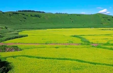 實地探訪！吉林大米、吉林鮮食玉米為何如此受歡迎？