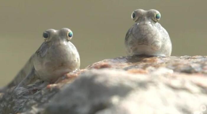 深圳精彩自然故事13日在央視首播