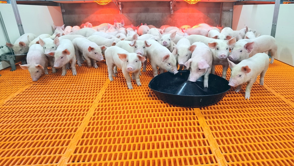 【高質量發展看湖南】提質量鑄品牌，湖南生豬產業轉型升級之變