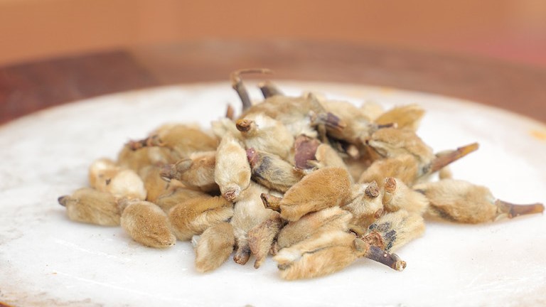 【漫話中醫】治療鼻敏感、鼻炎的一味中藥