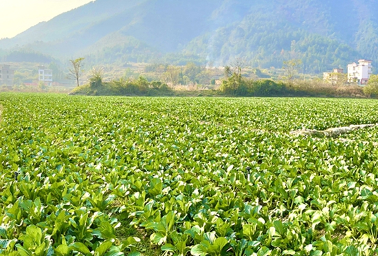 【高質量發展看湖南】湘供港蔬菜階梯式增長