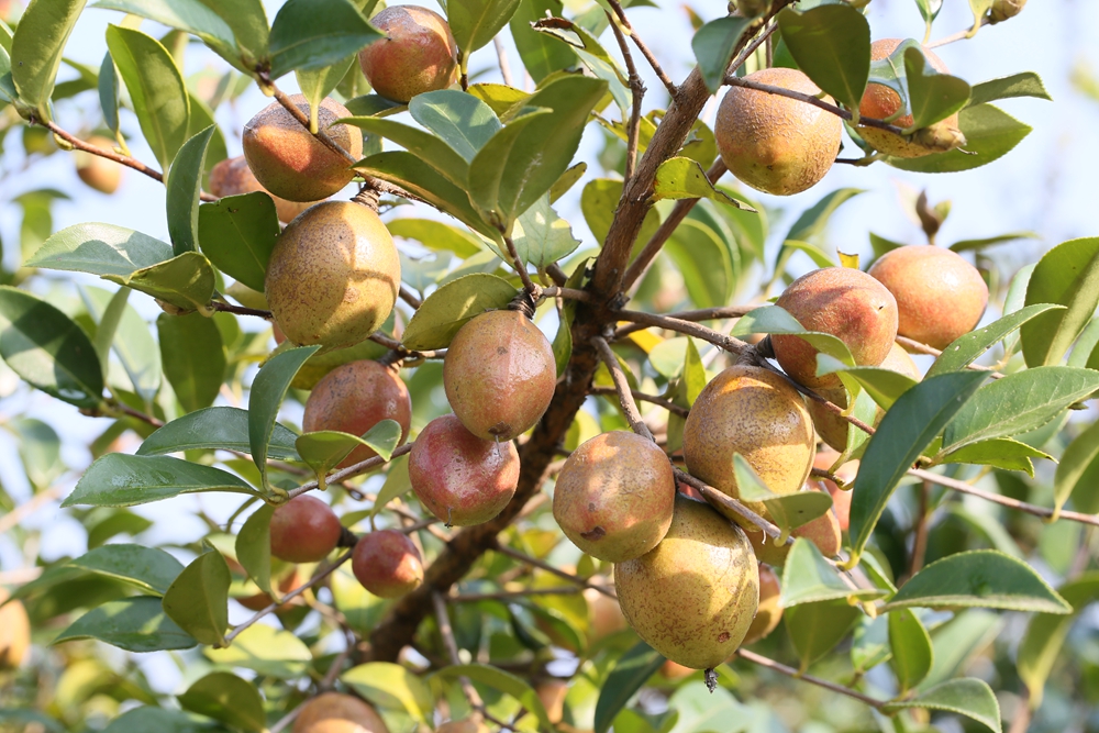 【高質量發展看湖南】湖南油茶種植面積、產量、產值均居全國第一