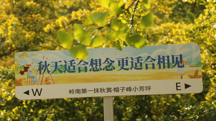 萬水千山總是情 | 廣東南雄帽子峰銀杏迎來秋天第一抹「黃」