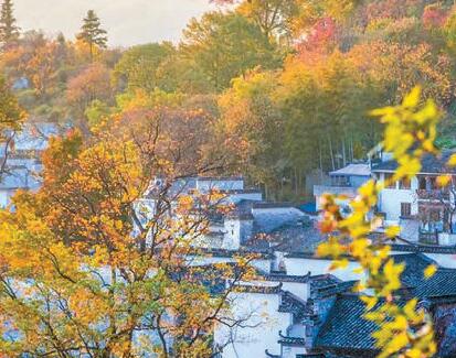 萬水千山總是情 | 四季黃山皆勝景 最是秋色惹人遊