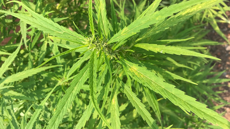 台灣桃園查獲逾4200株大麻活株 逮捕8名涉案人員