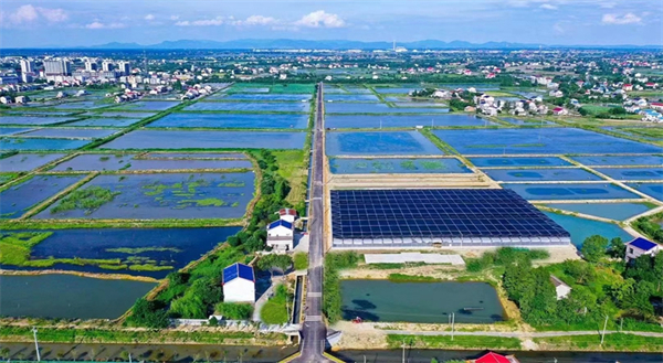 【高質量發展看湖南】「望城荷花蝦」成興農富農金字招牌