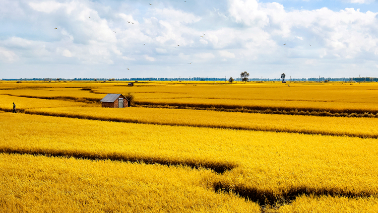 哈爾濱：「三農」這十年交「金色」答卷 築穩「壓艙石」