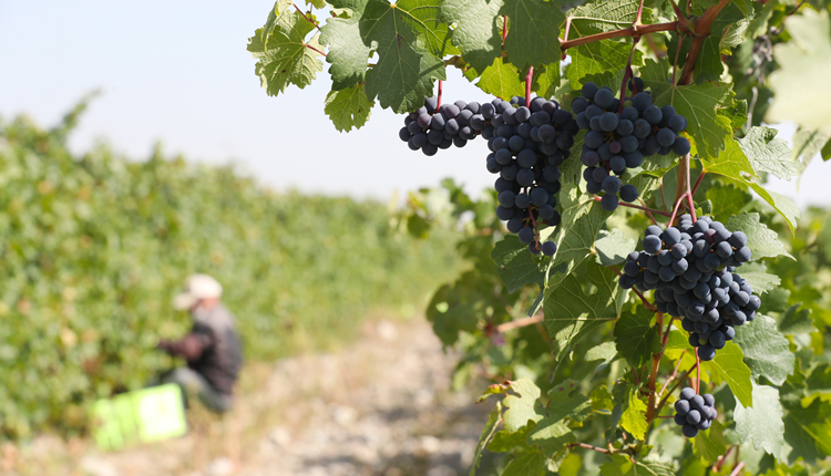 農業科技進步貢獻率達到61%  糧食連年豐收供應充裕