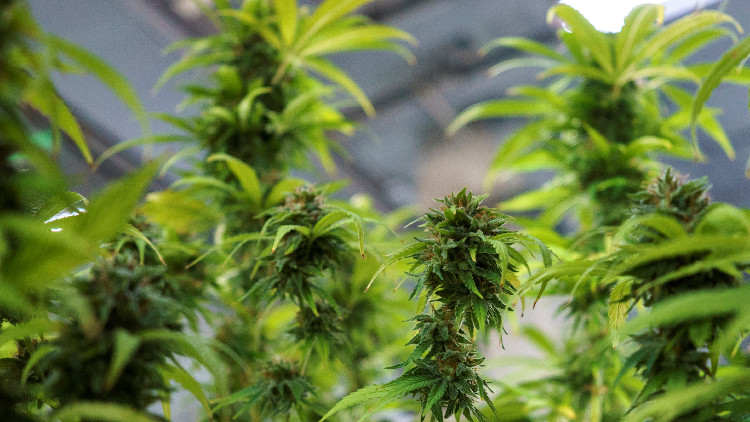 紐約州將開首批「大麻館」已收到903份申請