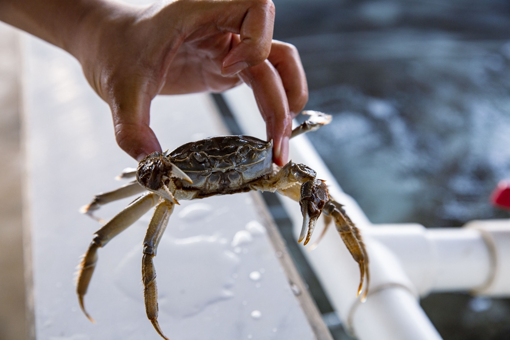 【高質量發展看湖南】鶴龍湖：湘江之濱崛起的蟹蝦小鎮