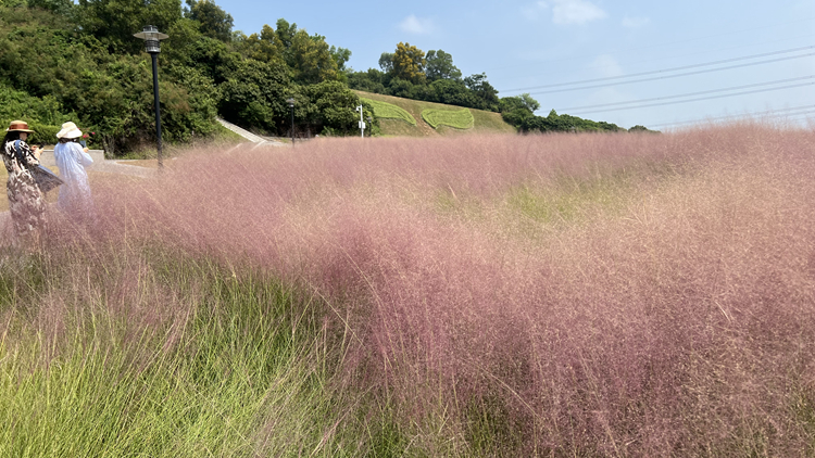 有片｜【國慶去哪兒玩】到浪漫的粉黛花海，變身童話中的小仙女