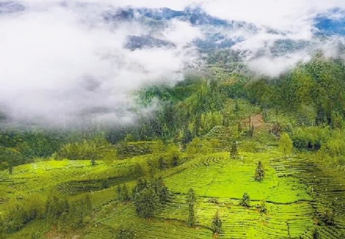 萬水千山總是情 | 皖宏潭：綠色經濟賦能鄉村振興