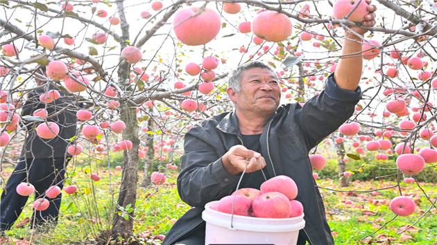 八百里沂蒙大地上的新農經