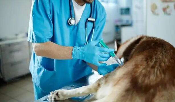 獸醫服務收費投訴多 消委會應就療程多溝通