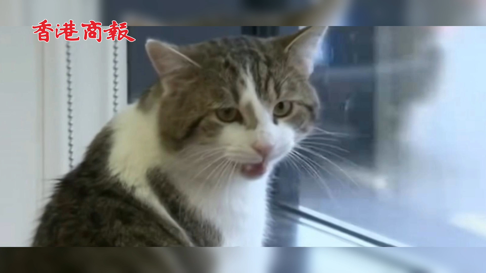 有片 |  英國御貓賴瑞已見證4任首相