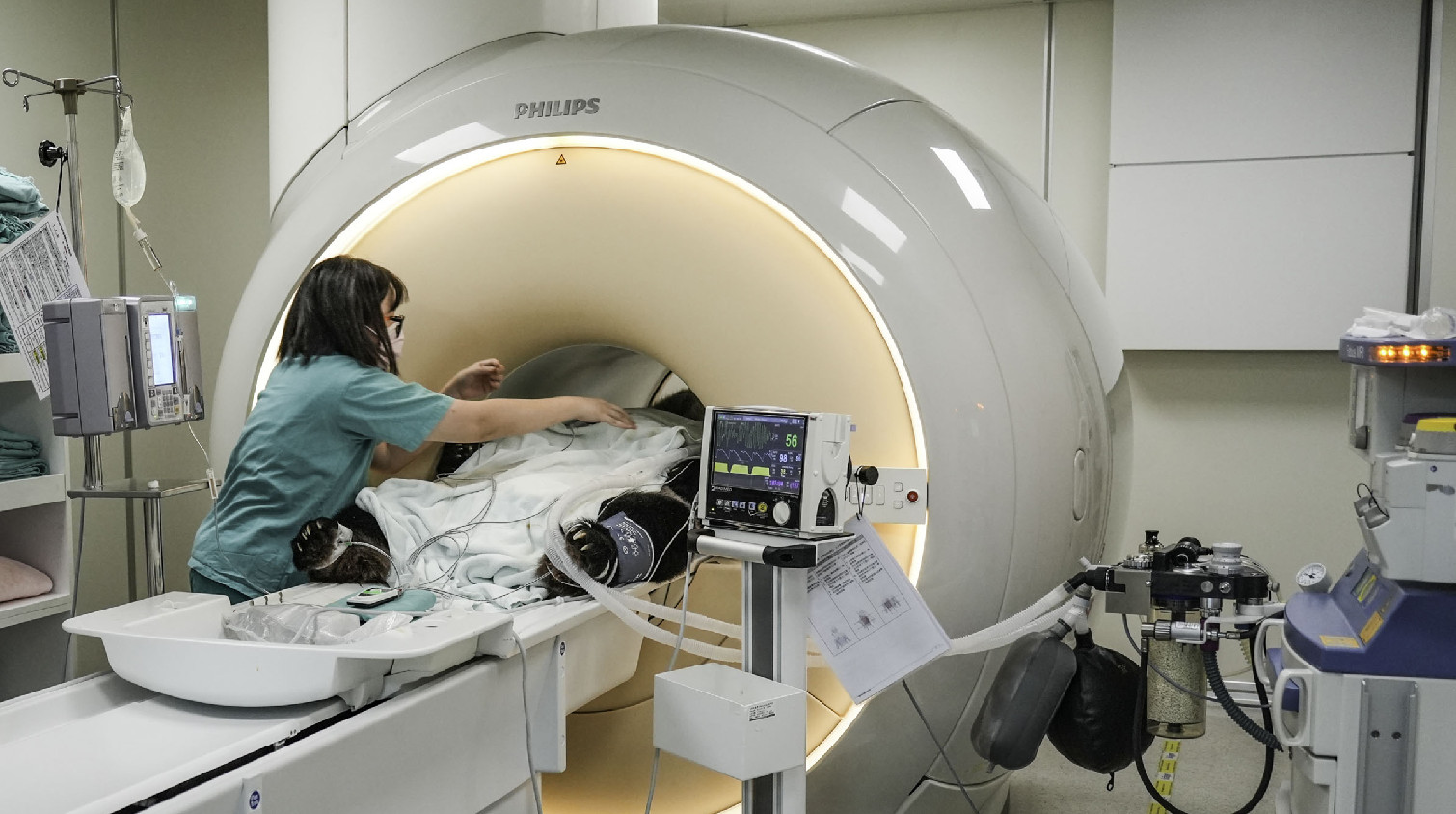 大陸贈台大熊貓「團團」健康狀況不佳 島內民眾牽掛