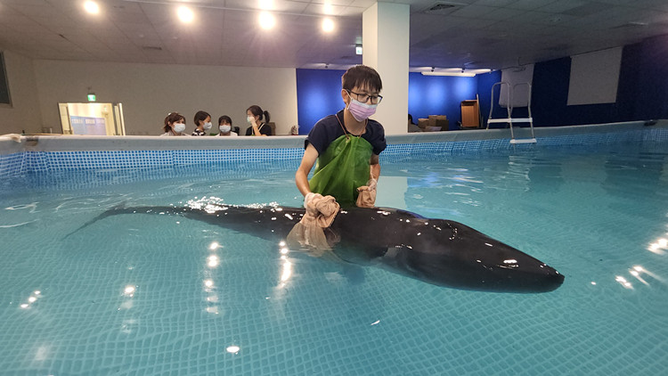 小抹香鯨幼崽擱淺台灣沙灘 母鯨陪伴遺憾雙亡