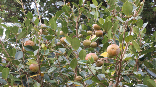 有片 | 廣西三江：品種改良 培育侗鄉「致富果」