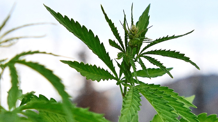 德國大麻合法化計劃出爐