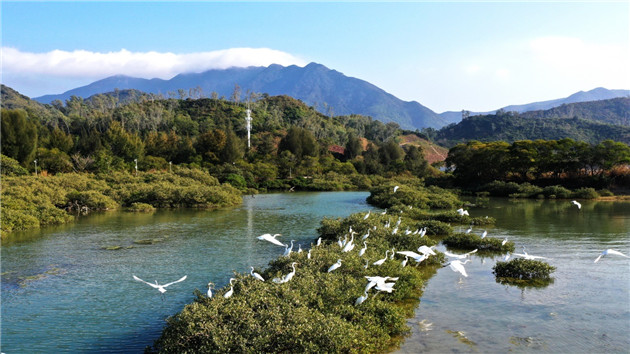 勇當排頭兵 深圳大鵬發布全國首個降碳減污協同指數