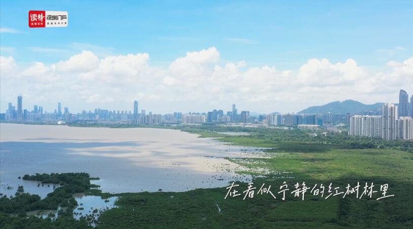 有片丨世界矚目！中國將在深圳建「國際紅樹林中心」