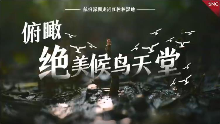 有片｜俯瞰絕美候鳥天堂