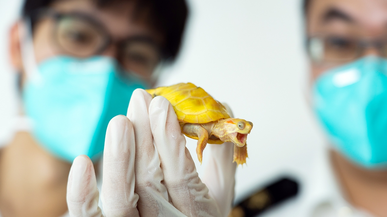 拱北海關截獲兩千餘只「生態殺手」巴西紅耳龜