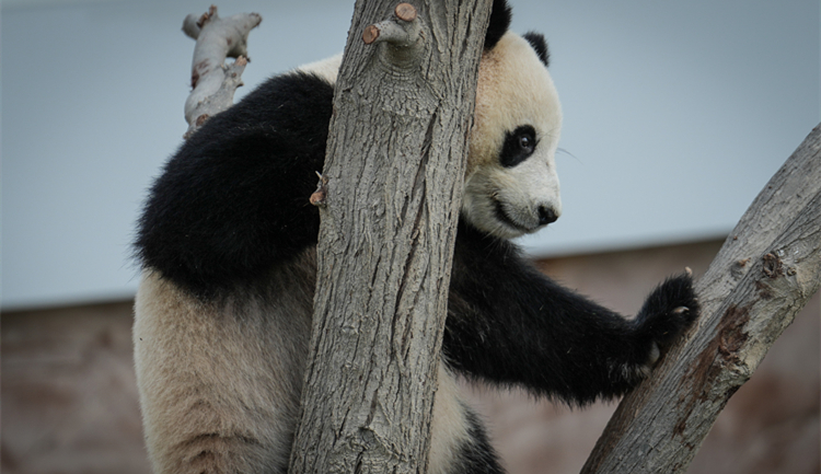 卡塔爾熊貓館正式對公眾開放