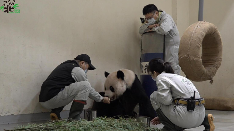 贈台大熊貓「團團」昨日突發4次癲癇