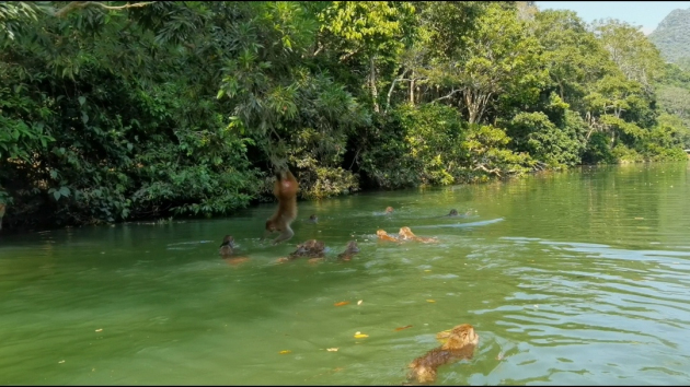有片|廣西龍虎山：深山趣猴 其樂無窮