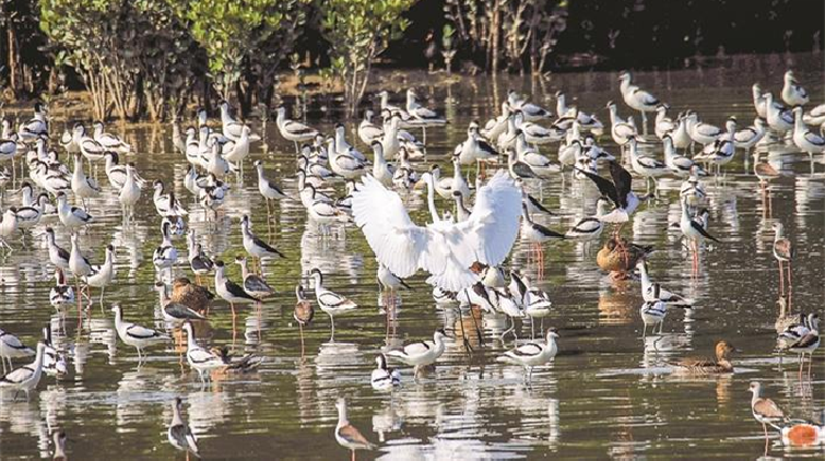 有片丨看！十萬候鳥飛越紅樹林！