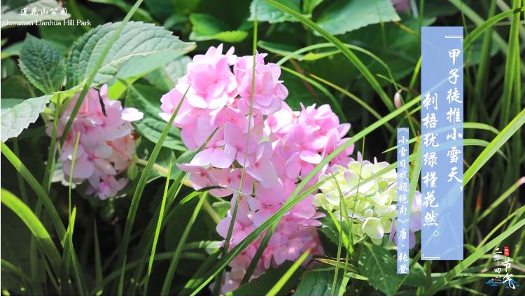 有片|【深圳24節氣】小雪：秋雨淅瀝 附贈新涼