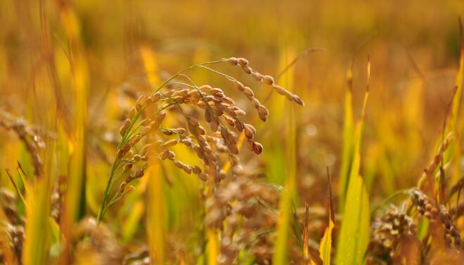 米，既果腹，亦養生