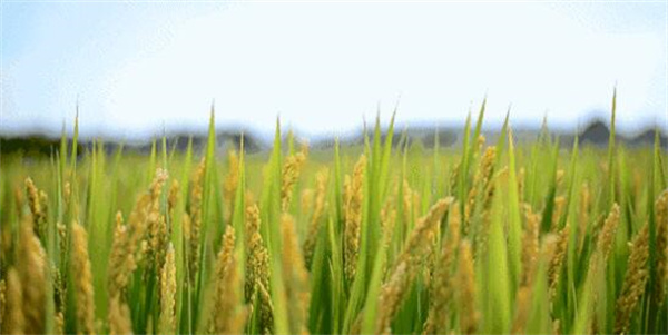 桃花源記都讀過，可你見過柳河姜家店的「世外桃源」嗎？