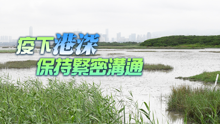 米埔故事裏有福田紅樹林 港深上演濕地合作雙城記