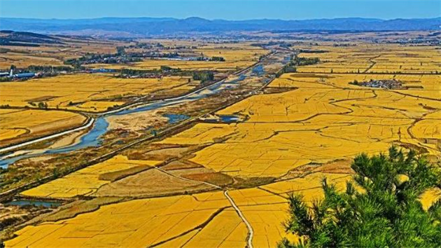 知識分享| 大米食用品質評價指南