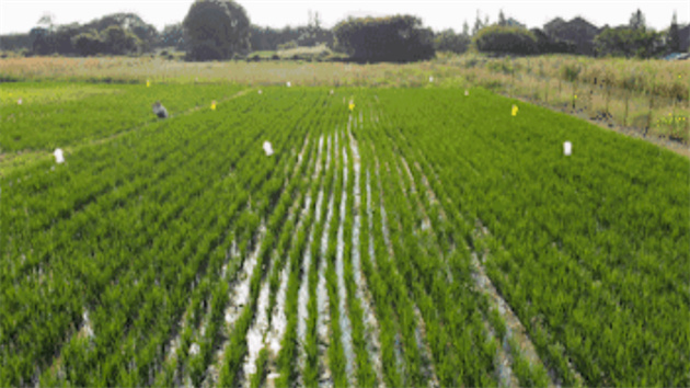 一粒大米的背後竟然有這麼多冷知識！