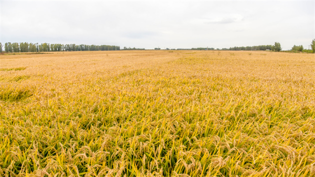 一地兩用！吉林大米稻田裡的「稻蟹共生」生態農業模式