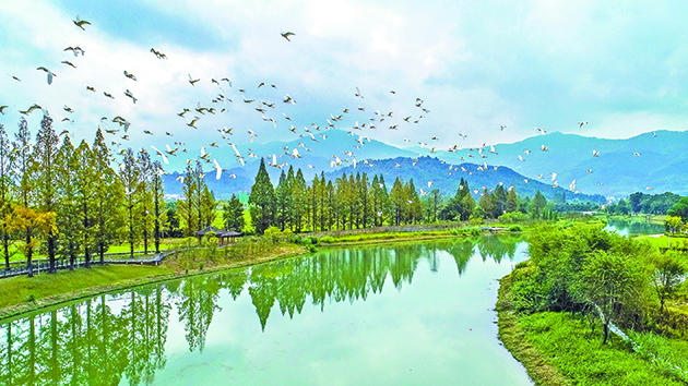 萬水千山總是情｜黃山生態美 引鷺大合唱